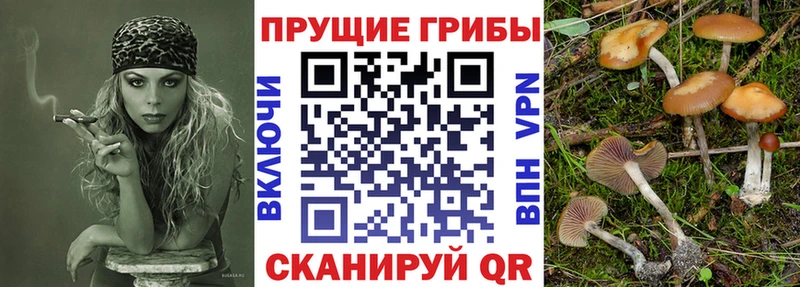 где продают   Кингисепп  Галлюциногенные грибы Magic Shrooms 